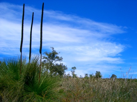balga - grass tree