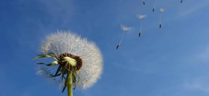 dandelion-sky-flower-nature-39669.jpeg
